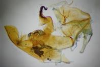 Bryotropha terrella