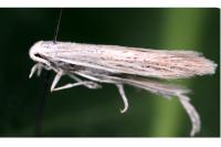 Coleophora adspersella