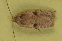 Agonopterix propinquella