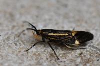 Esperia sulphurella