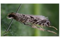 Parornix finitimella