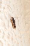 Cosmardia moritzella