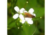 Cauchas rufimitrella