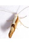 Argyresthia pruniella