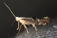 Argyresthia spinosella