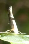 Argyresthia spinosella