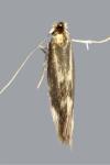 Bucculatrix nigricomella