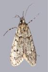 Diurnea fagella