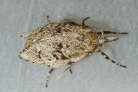Diurnea fagella