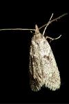 Diurnea fagella