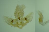 Agonopterix arenella