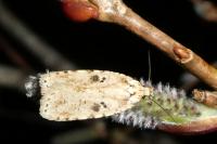 Agonopterix arenella