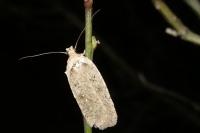 Agonopterix scopariella