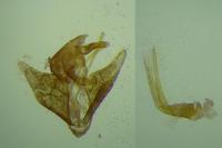 Pleurota pungitiella
