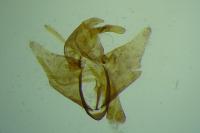 Pleurota pungitiella