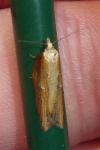 Acleris hastiana/cristana