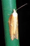 Acleris hastiana/cristana