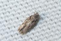 Carpatolechia decorella