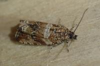 Celypha cespitana