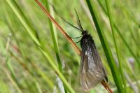 Heterogynis penella
