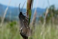Heterogynis penella