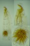 Acrocercops brongniardella