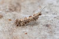 Digitivalva granitella