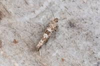 Digitivalva granitella