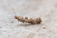 Digitivalva granitella
