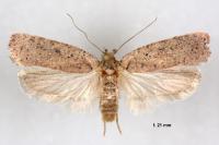 Agonopterix scopariella