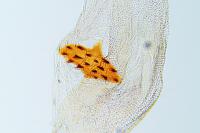Agonopterix scopariella