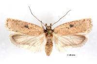 Agonopterix subpropinquella