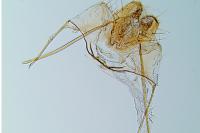 Agonopterix subpropinquella