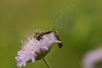 Nemophora metallica