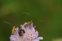 Nemophora metallica