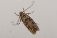 Carpatolechia decorella