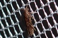 Carpatolechia decorella