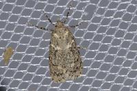Diurnea fagella