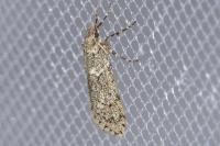 Diurnea fagella