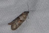 Tortricodes alternella