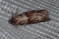 Tortricodes alternella