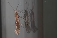 Plutella xylostella