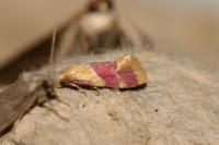 Diceratura ostrinana