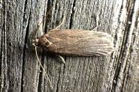 Depressaria