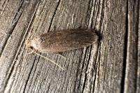 Depressaria