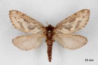 Korscheltellus fusconebulosus