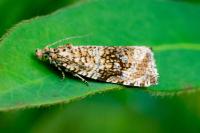Celypha lacunana