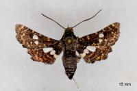 Thyris fenestrella