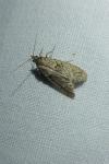 Diurnea fagella