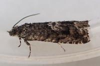 Pammene giganteana